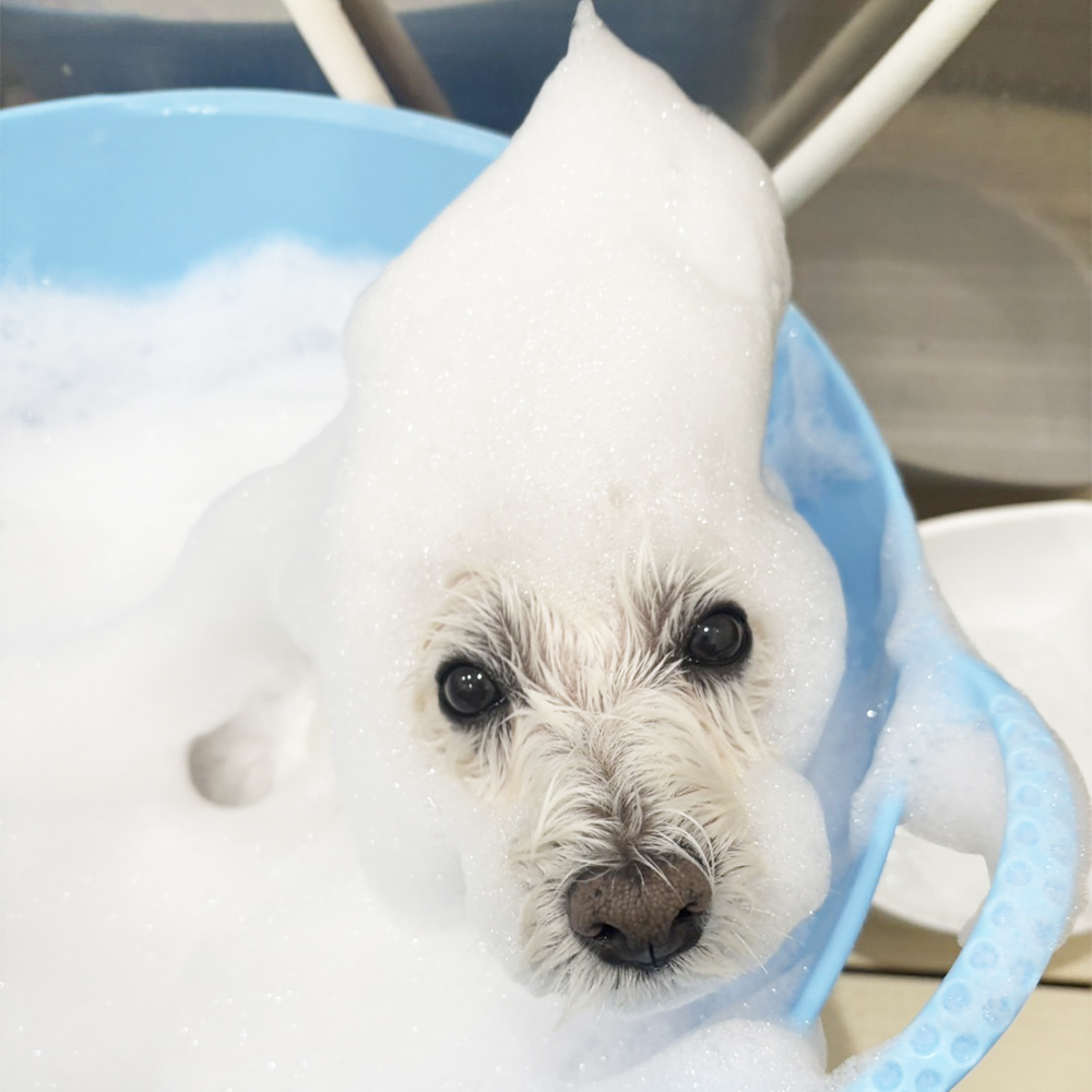 卒業犬ベラちゃんの近況♪